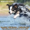 Collier de Dressage pour Chien - 2 Modes, Bip et Vibration au Maroc